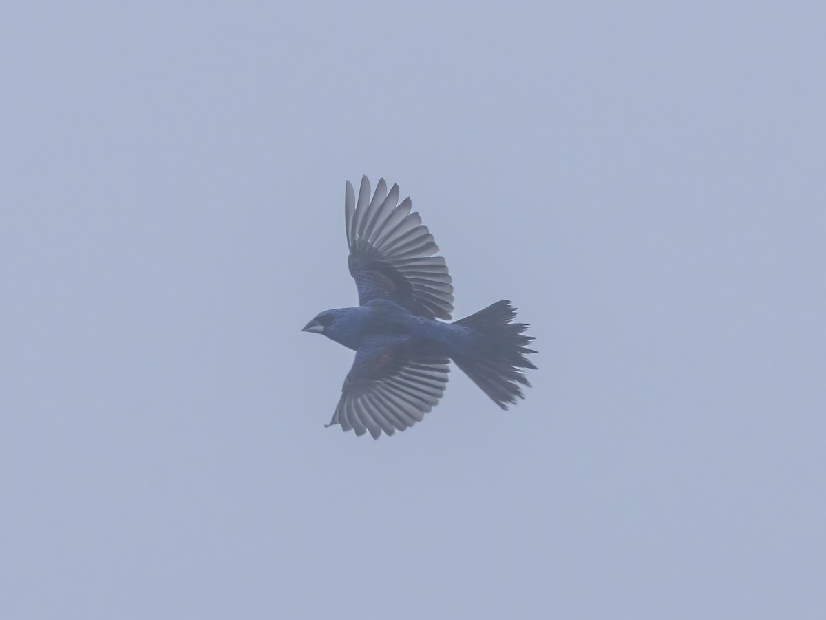 Blue Grosbeak - ML638896245