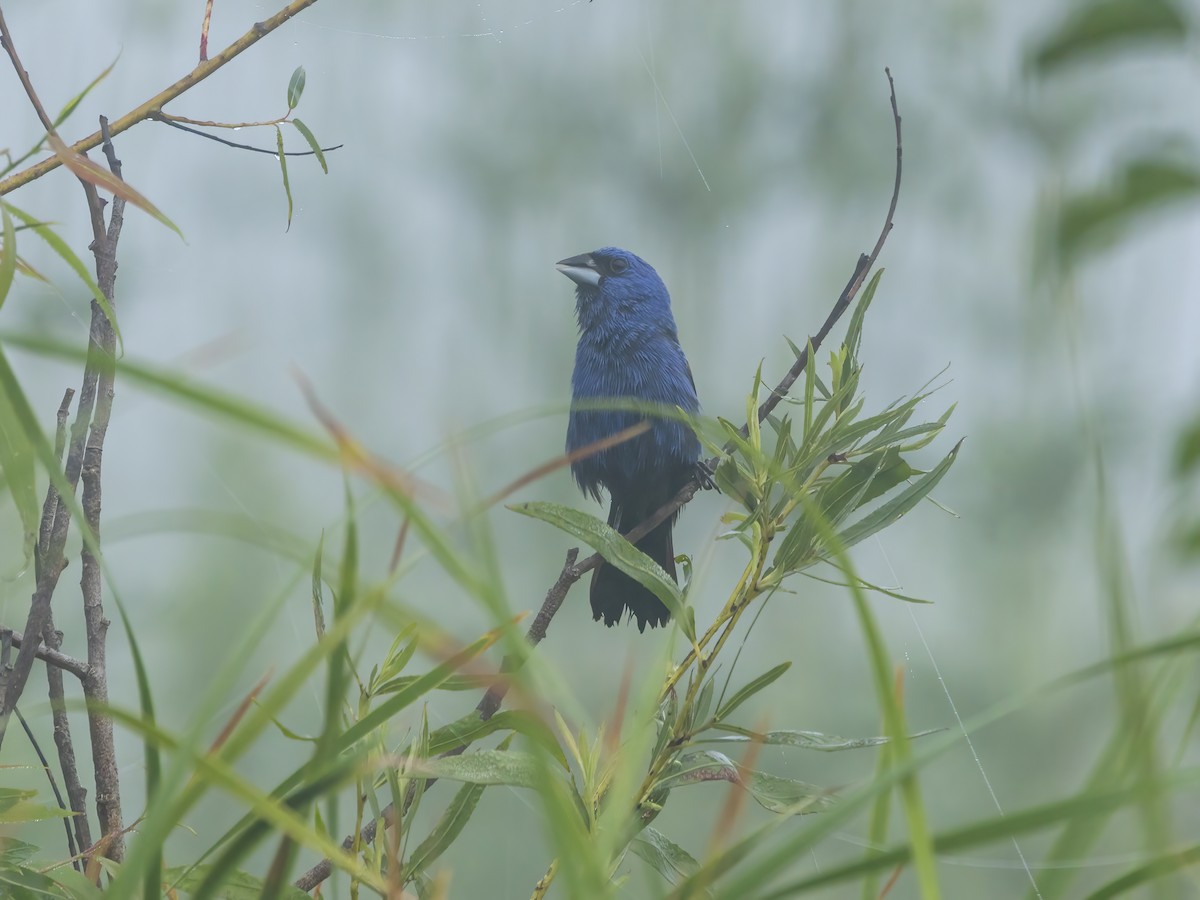 Blue Grosbeak - ML638896246