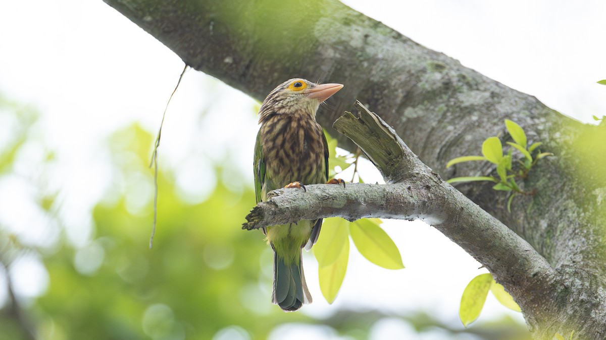 Lineated Barbet - ML638896250