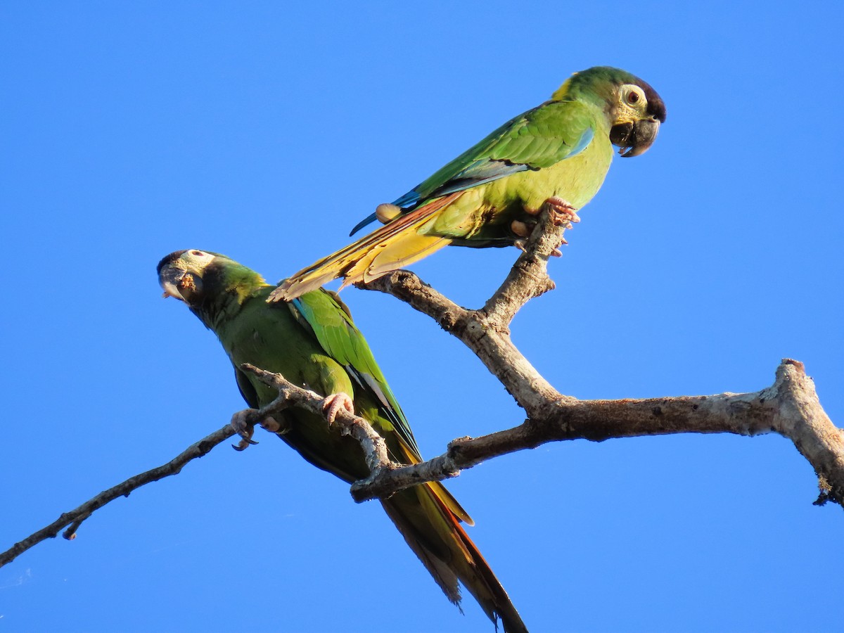 Yellow-collared Macaw - ML638896290