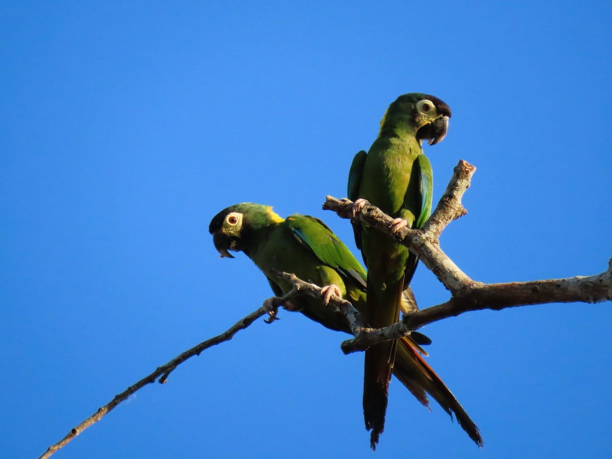 Yellow-collared Macaw - ML638896291