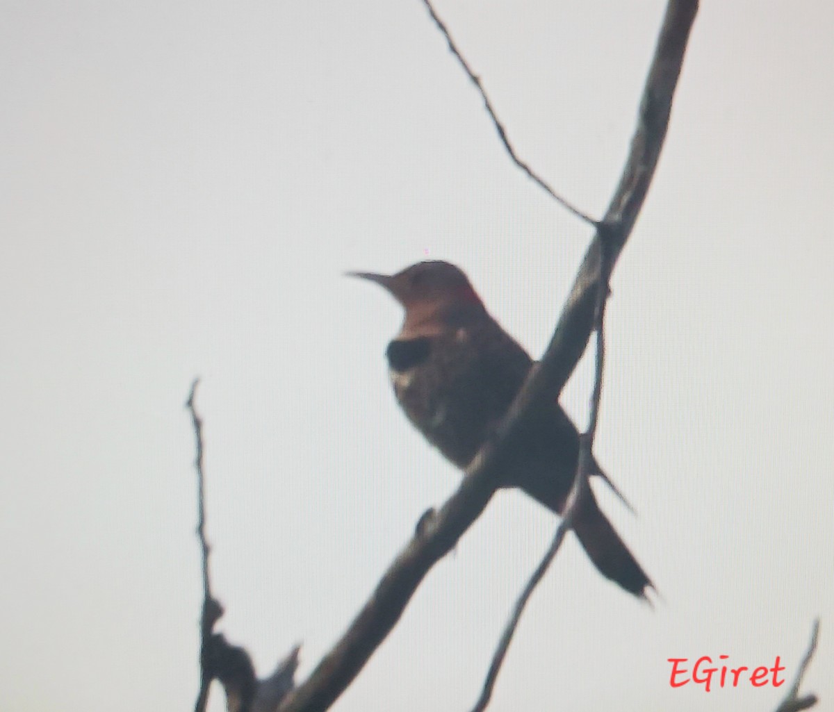Northern Flicker - ML638896295