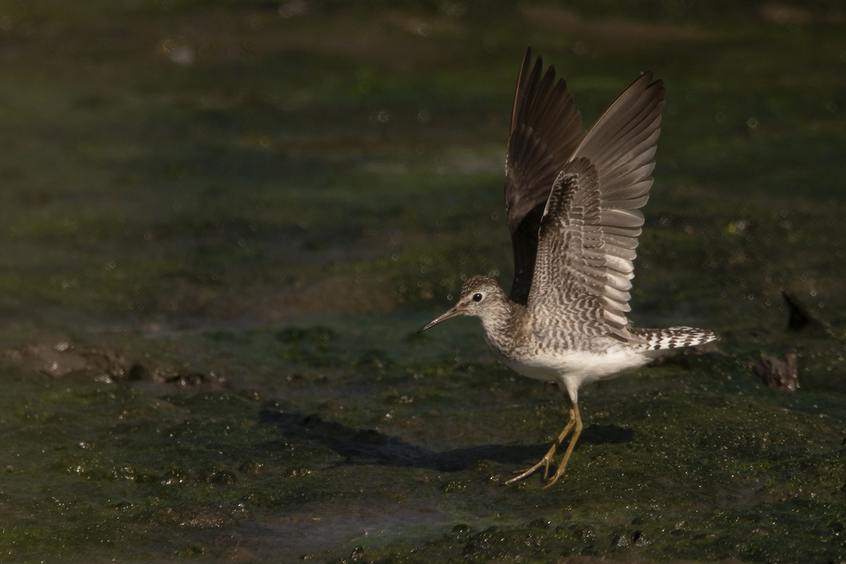 Solitary Sandpiper - ML638896299