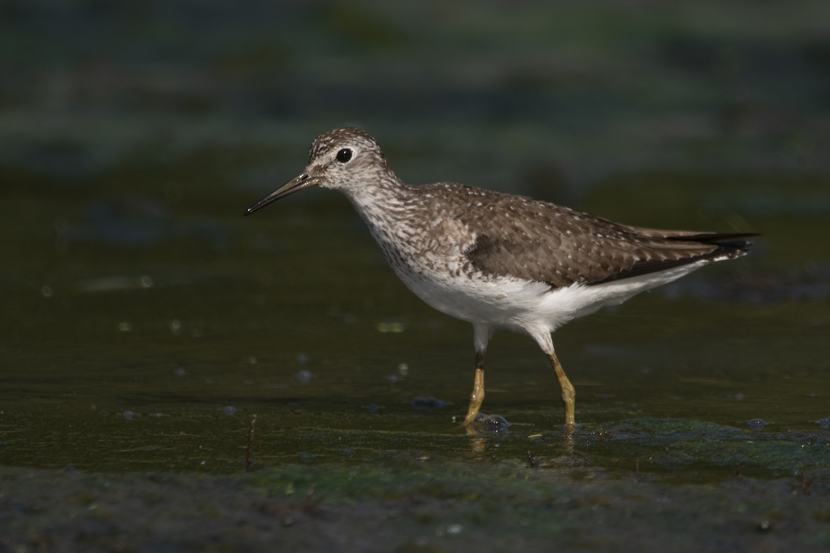 Solitary Sandpiper - ML638896300