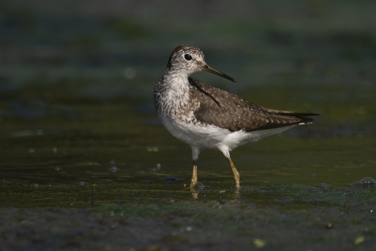 Solitary Sandpiper - ML638896301