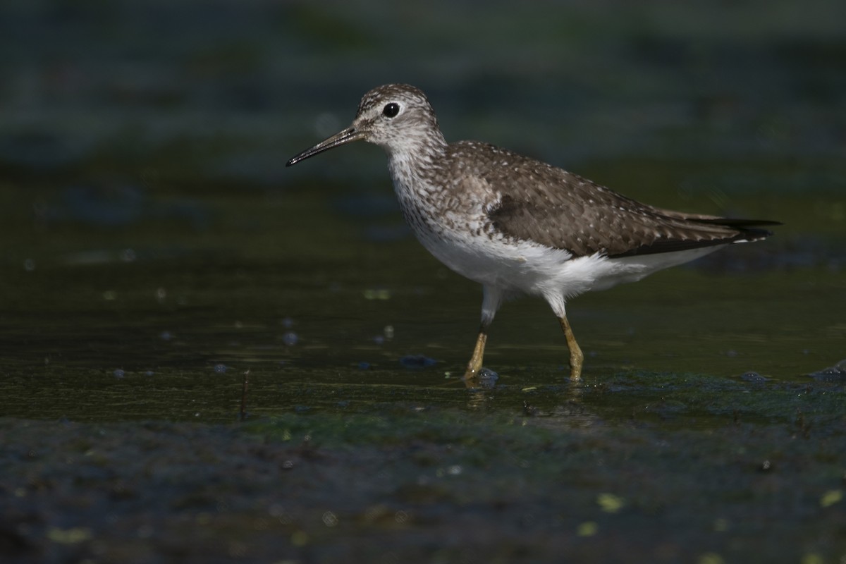 Solitary Sandpiper - ML638896302
