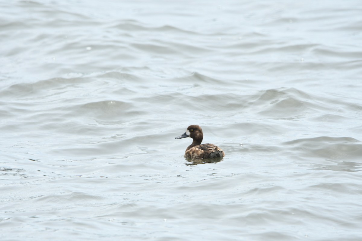 Greater/Lesser Scaup - ML638896346