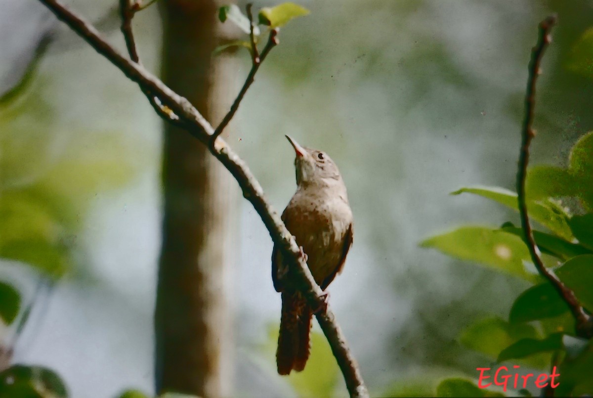 Northern House Wren - ML638896389