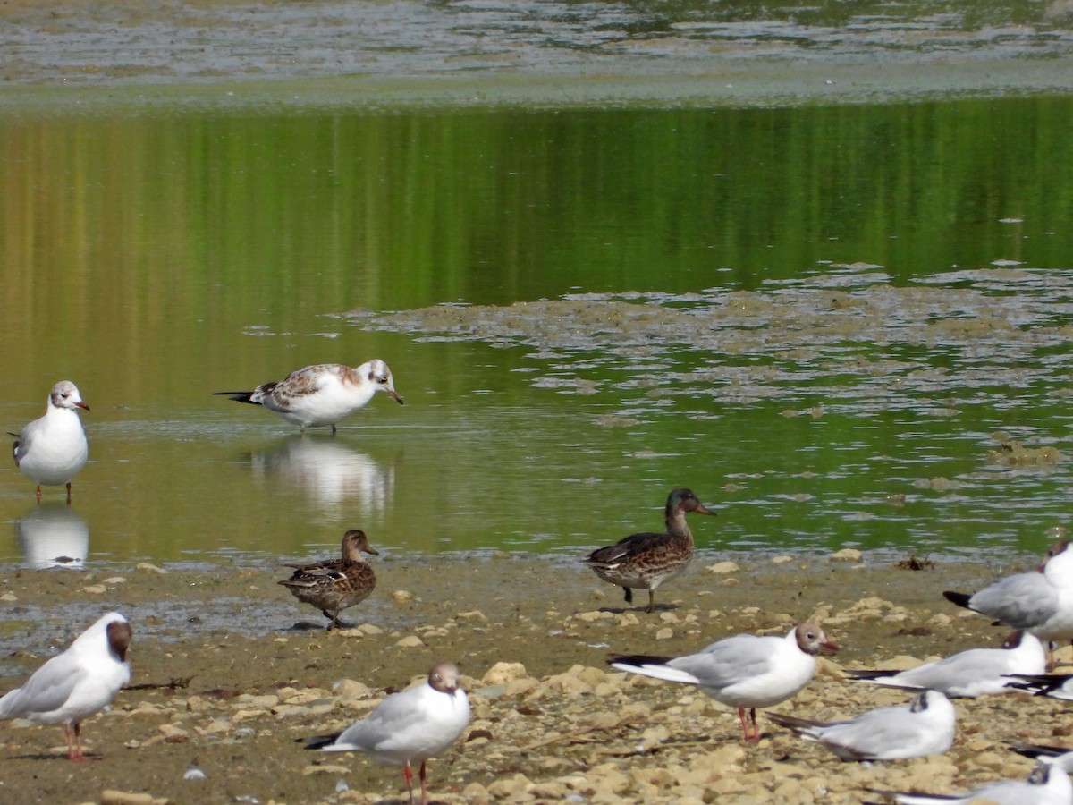 Green-winged Teal - ML638896392