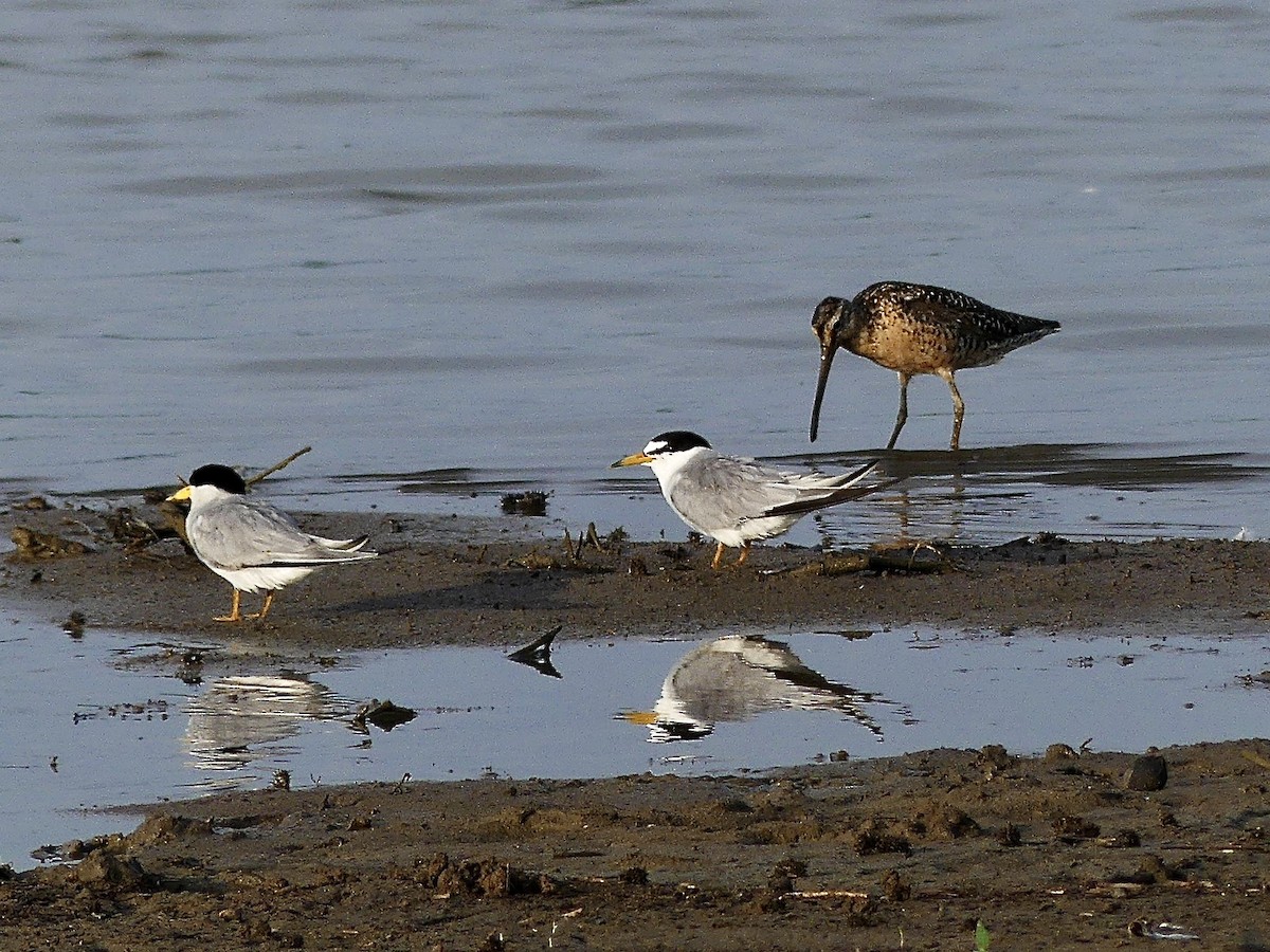 Least Tern - ML638896443