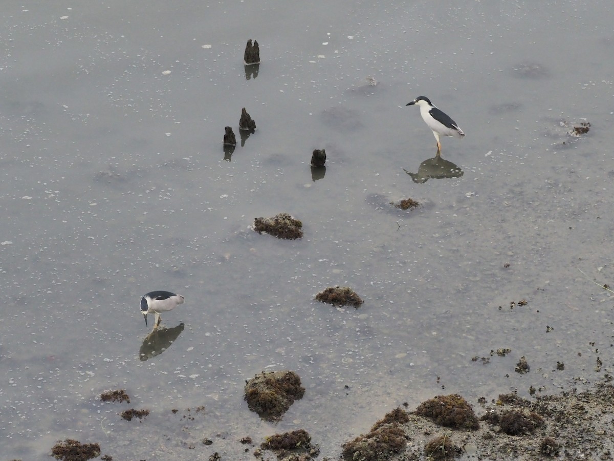 Black-crowned Night Heron - ML638896504