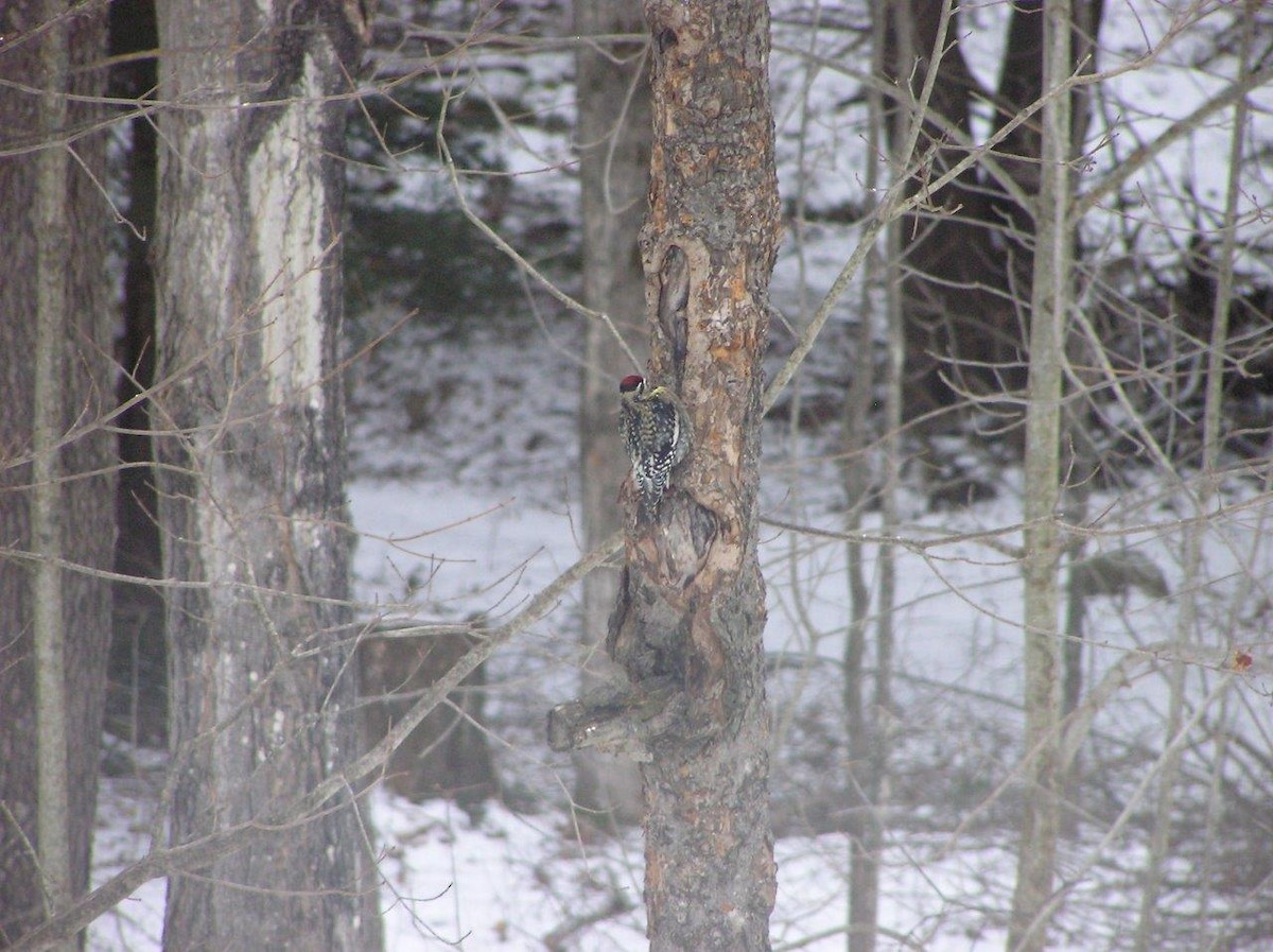 Yellow-bellied Sapsucker - ML638896540