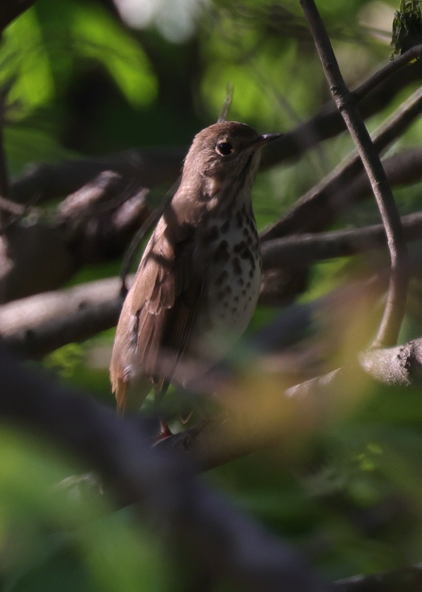 Hermit Thrush - ML638896552