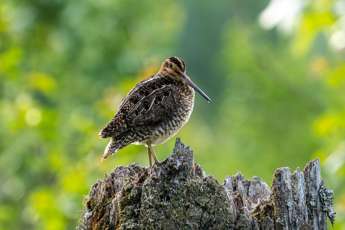 Wilson's Snipe - ML638896577