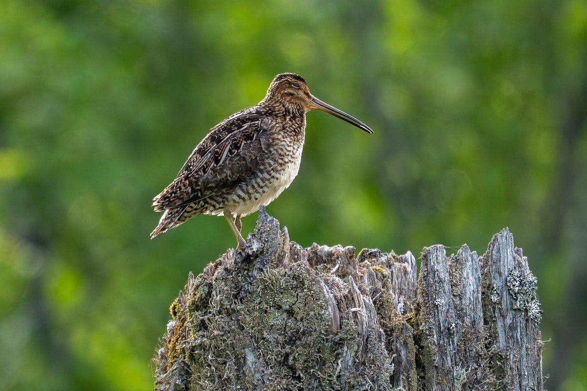 Wilson's Snipe - ML638896578