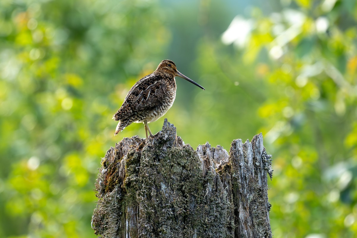 Wilson's Snipe - ML638896579