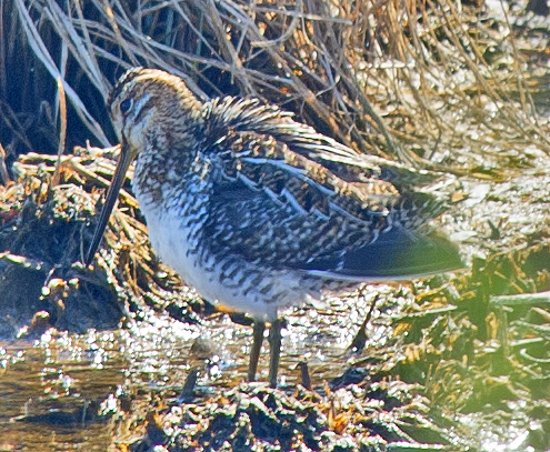 Wilson's Snipe - ML638896588
