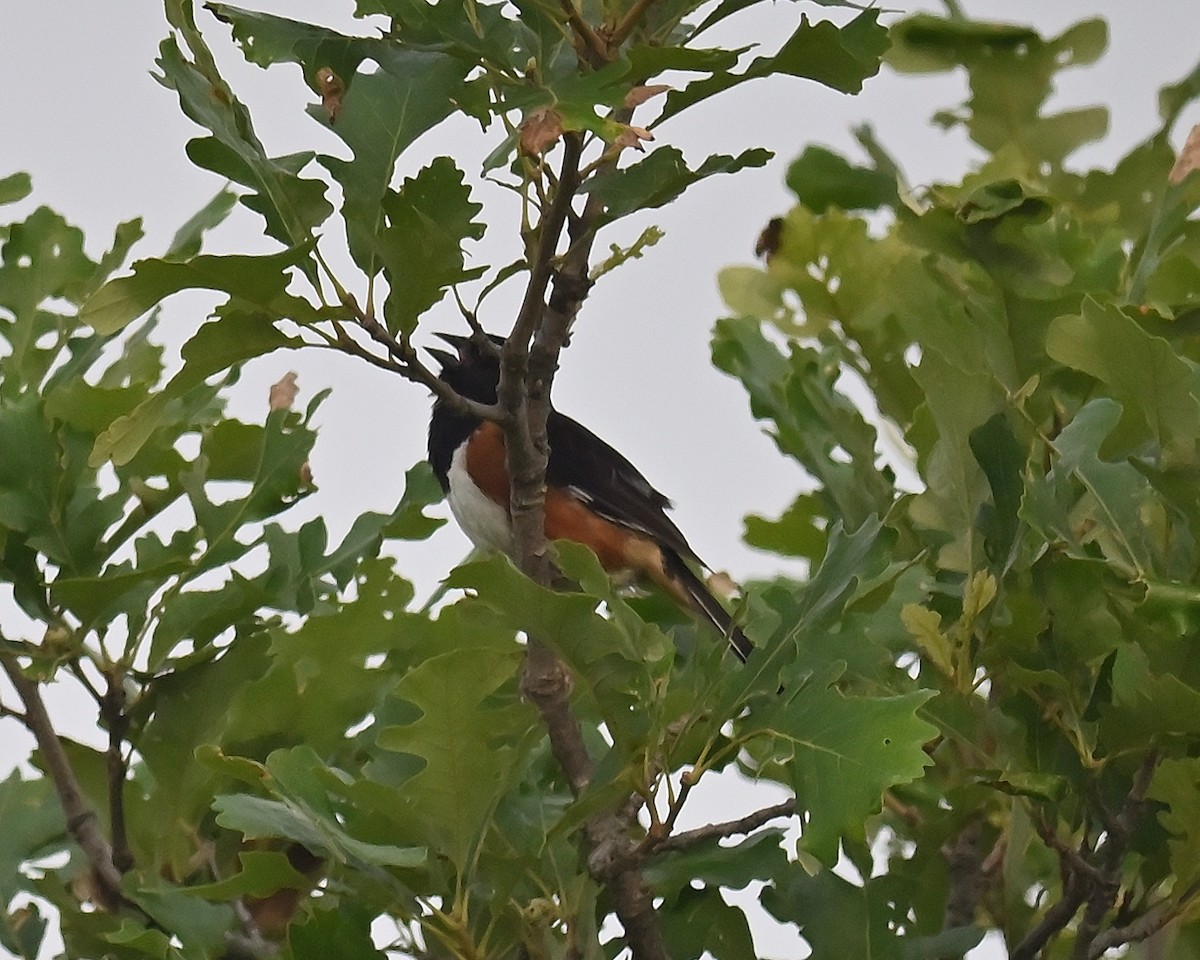 Eastern Towhee - ML638896593