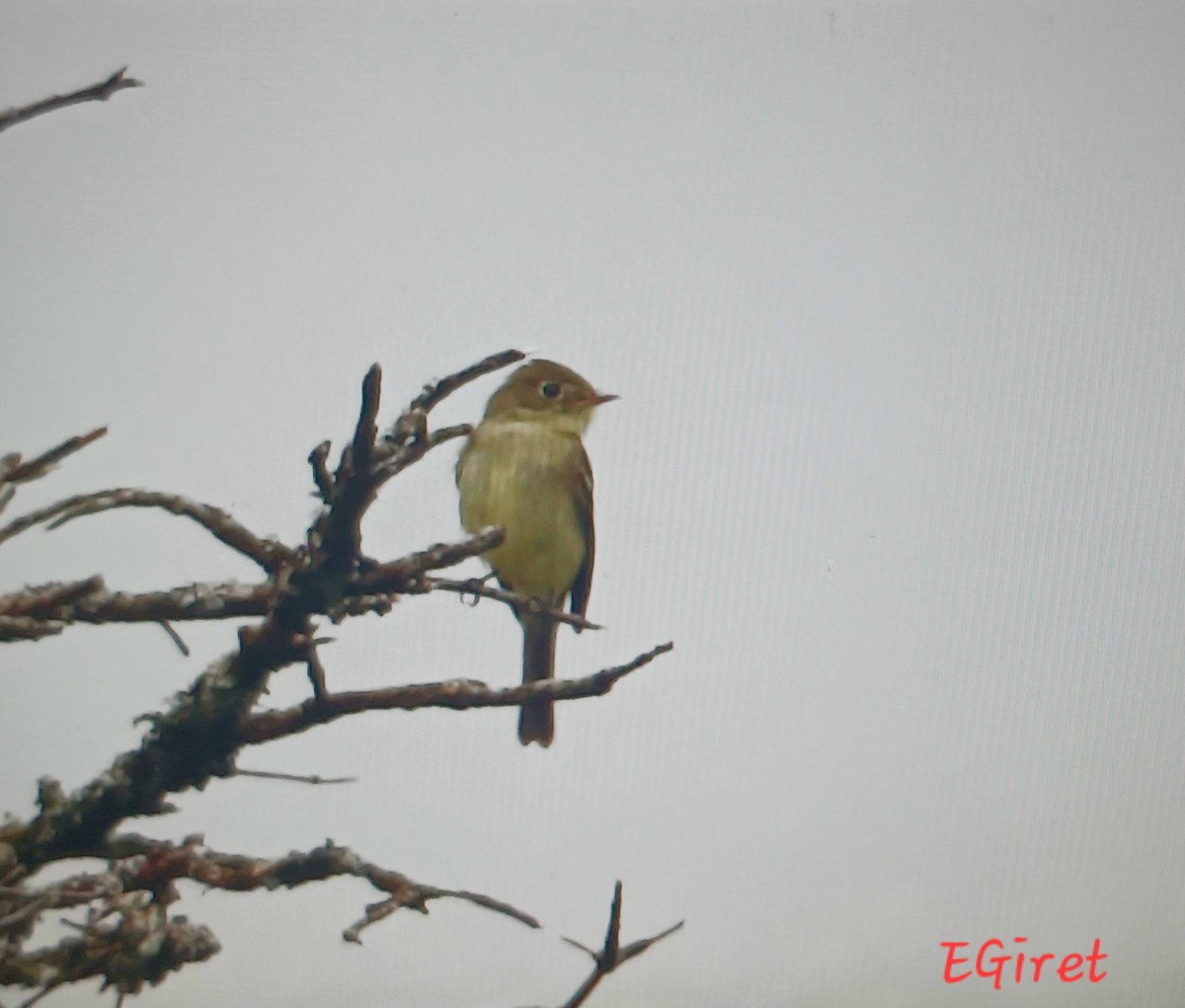 Yellow-bellied Flycatcher - ML638896604