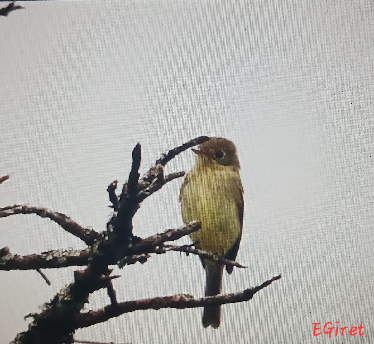 Yellow-bellied Flycatcher - ML638896607