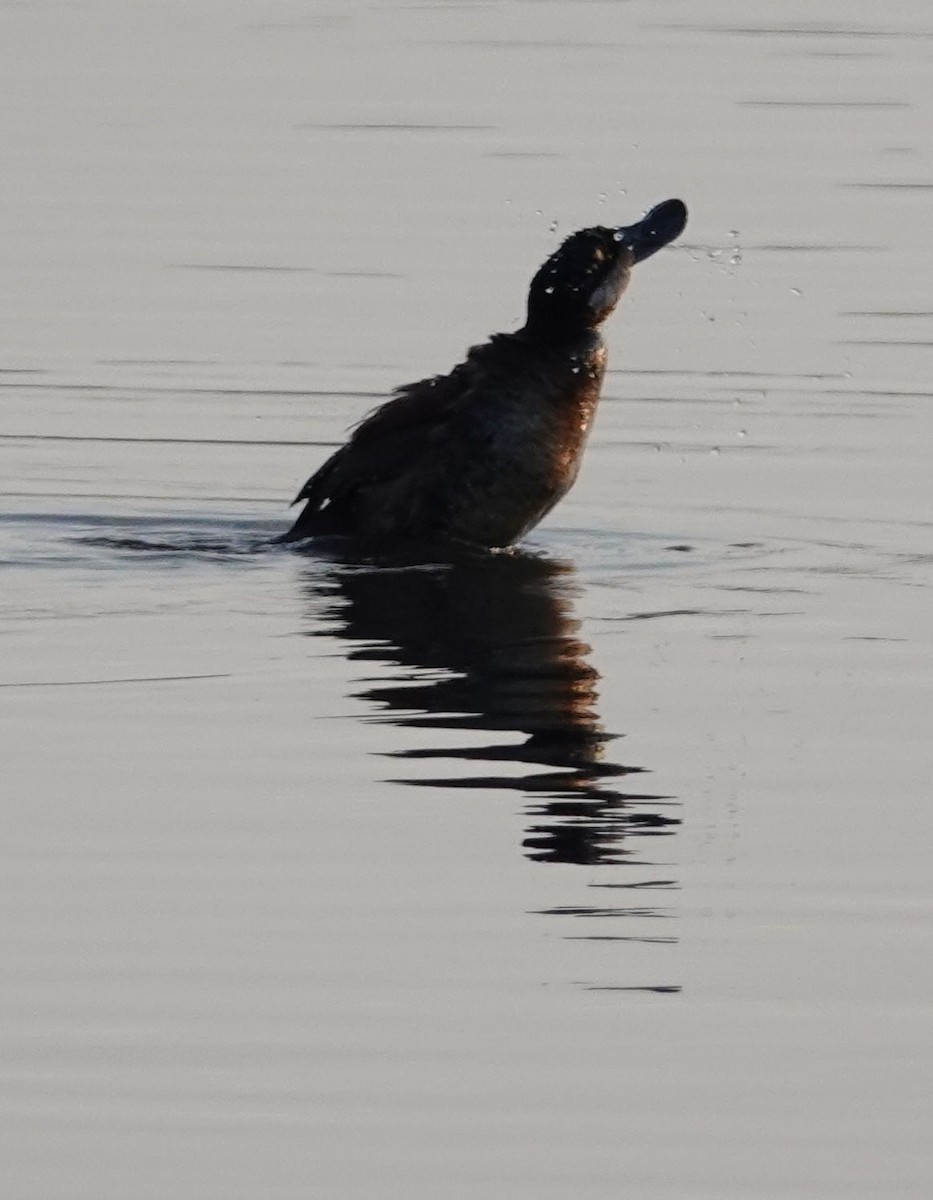 Ruddy Duck - ML638896679
