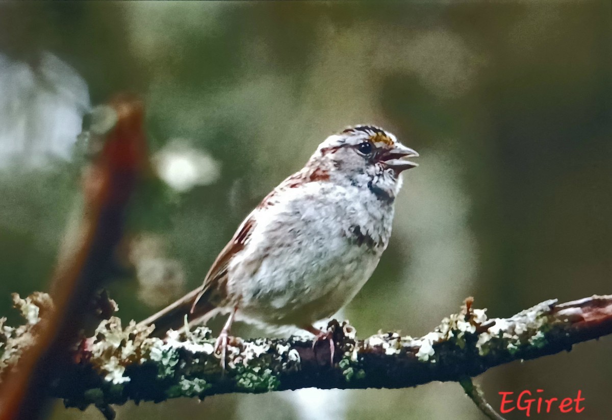 White-throated Sparrow - ML638896697