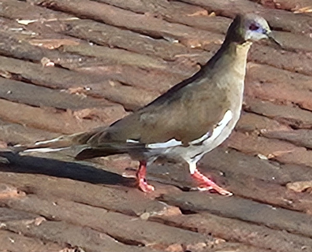 White-winged Dove - ML638896709