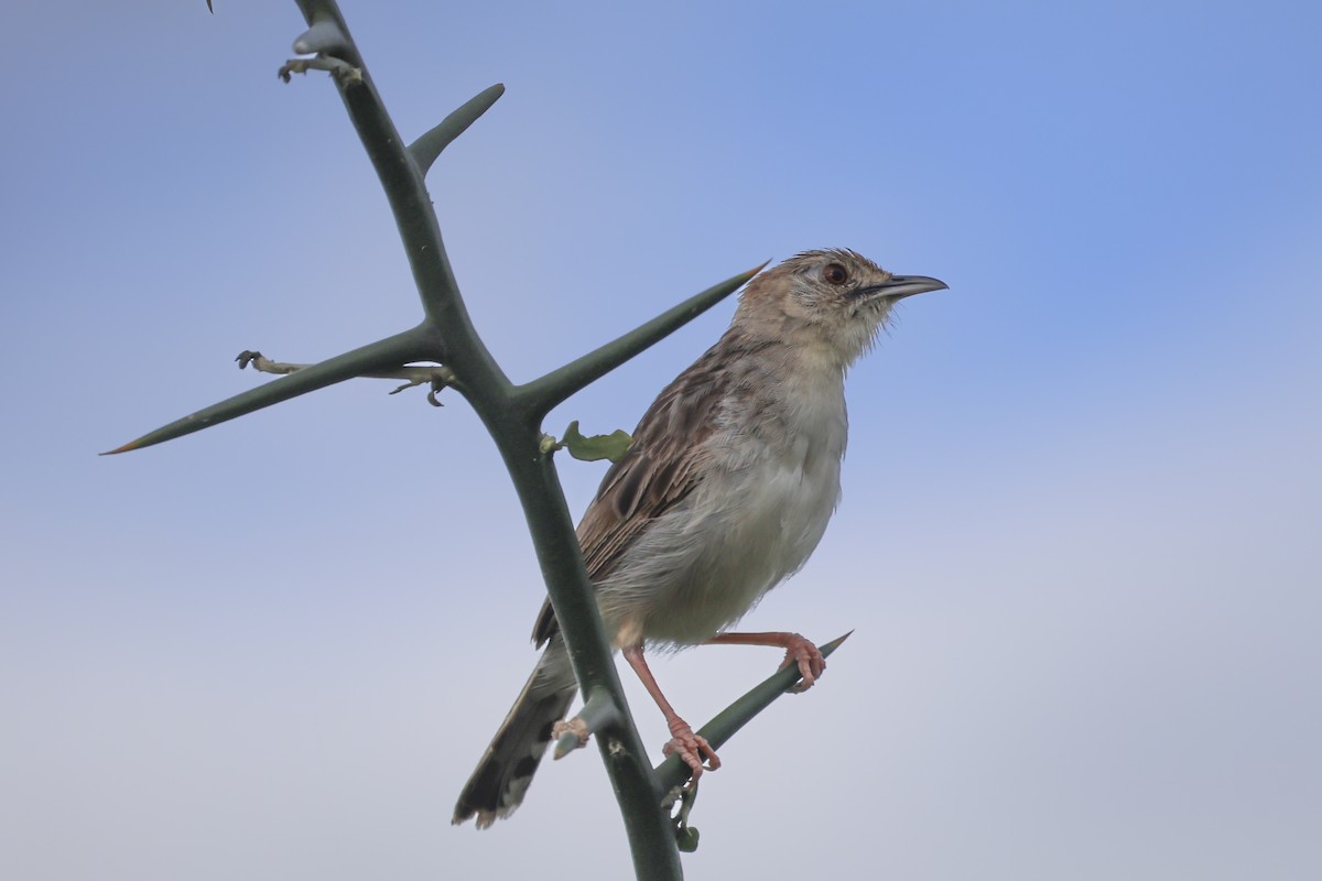 Fawn-colored Lark (Foxy) - ML638896769