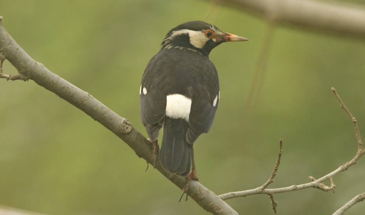 印度鵲椋鳥 - ML638896775