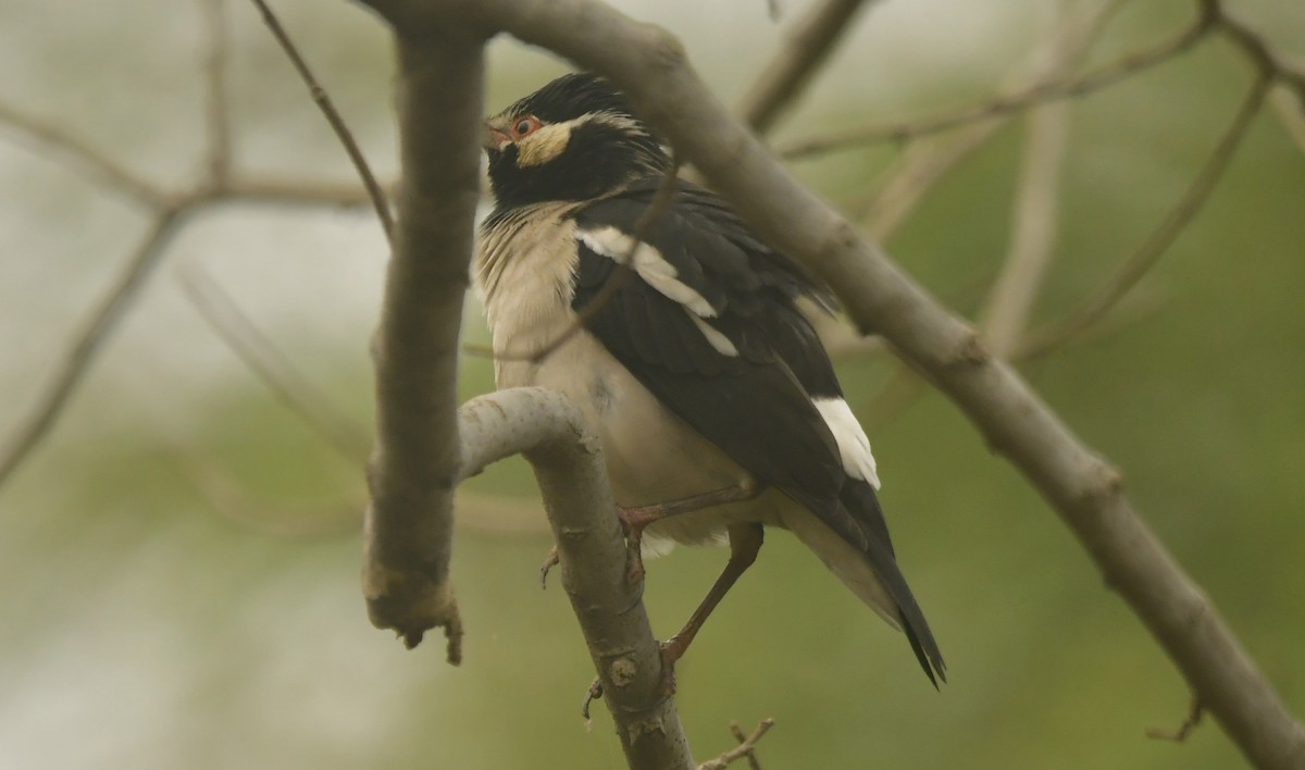 印度鵲椋鳥 - ML638896777