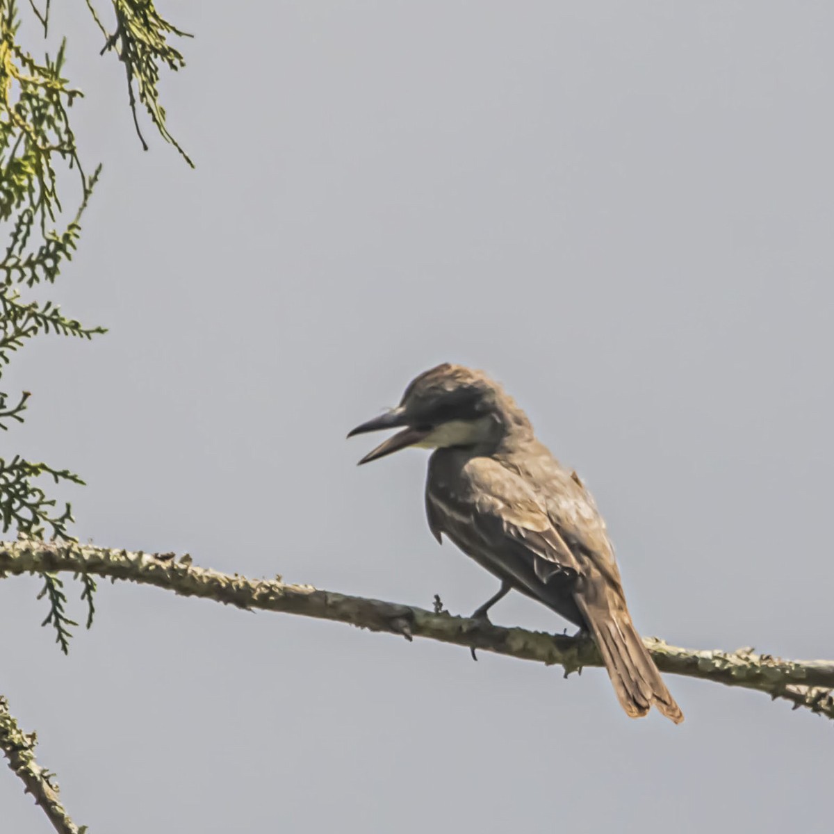 Gray Kingbird - ML638896802