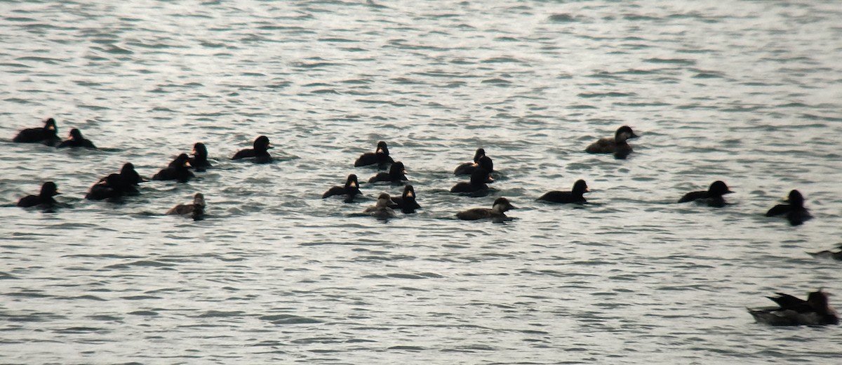 Common Scoter - ML638896823