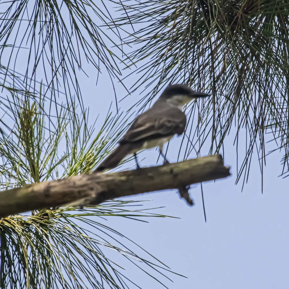 Gray Kingbird - ML638896824