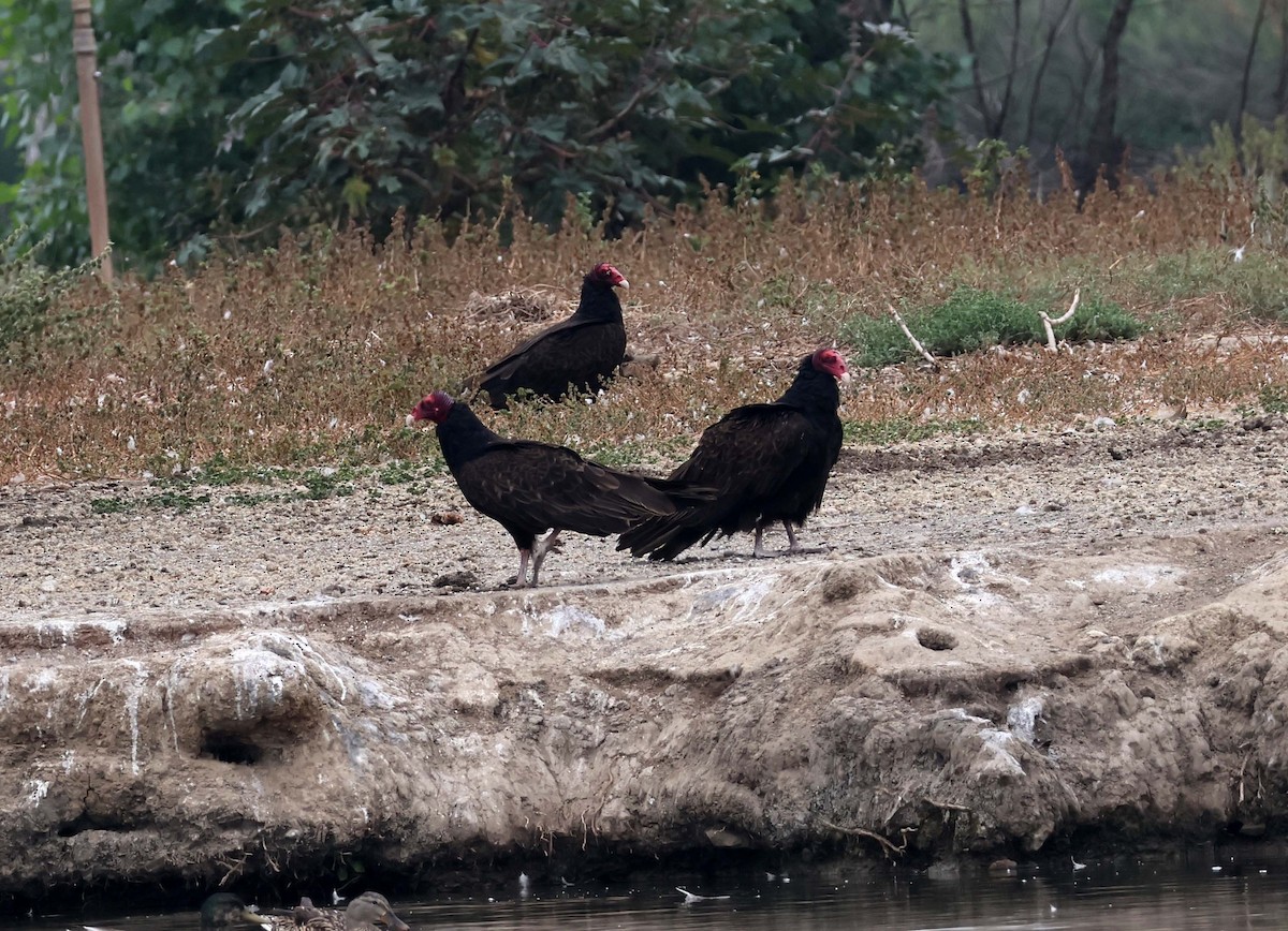 Turkey Vulture - ML638896825