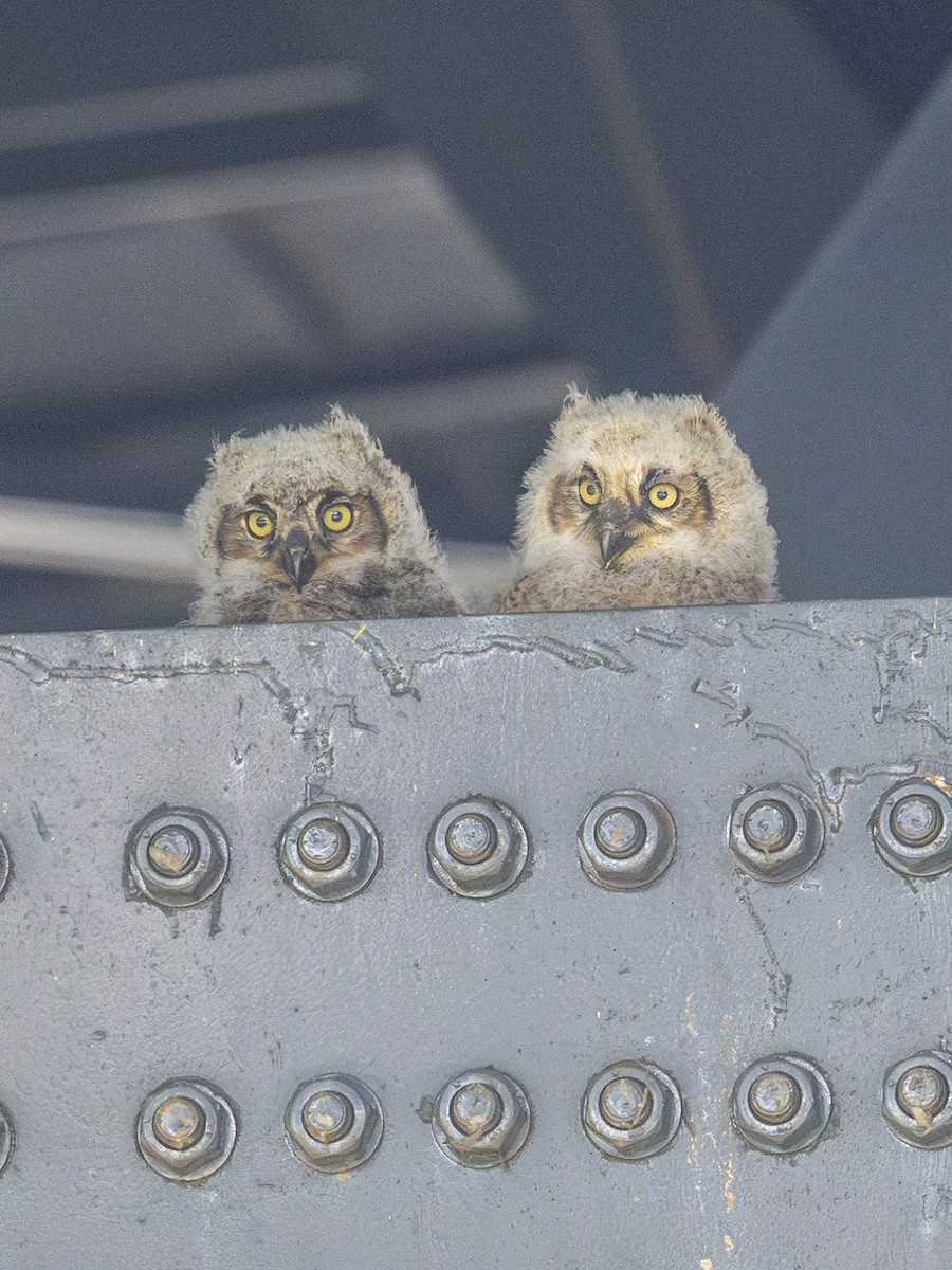 Great Horned Owl - ML638896842