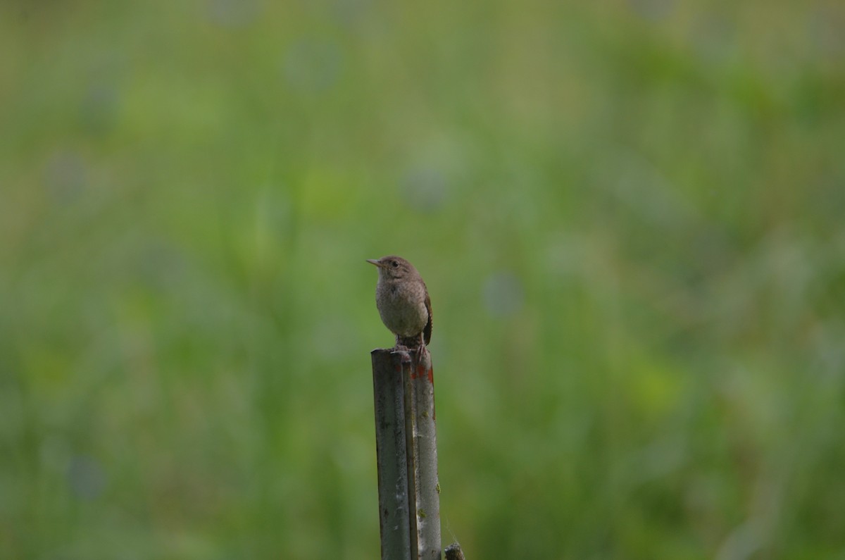 Northern House Wren - ML638896862
