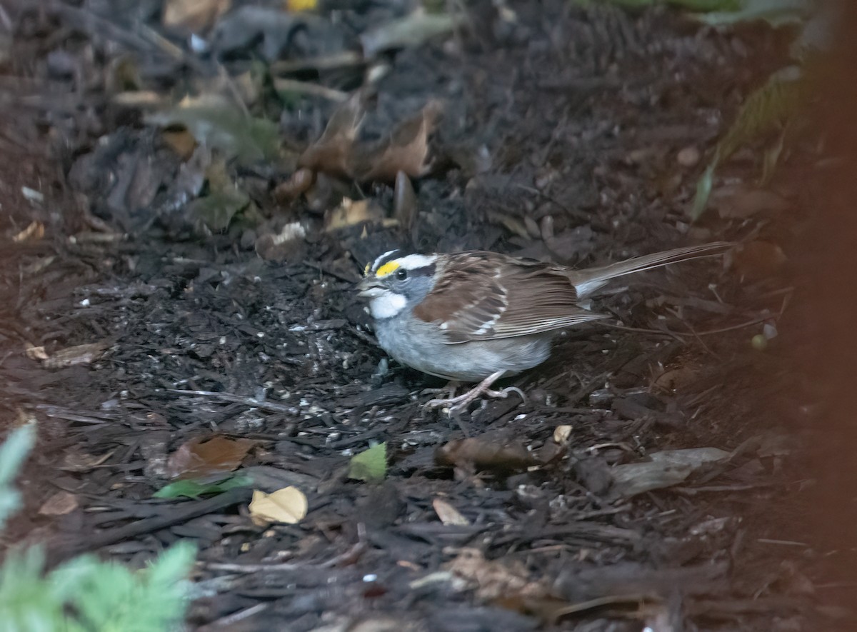 White-throated Sparrow - ML638896863