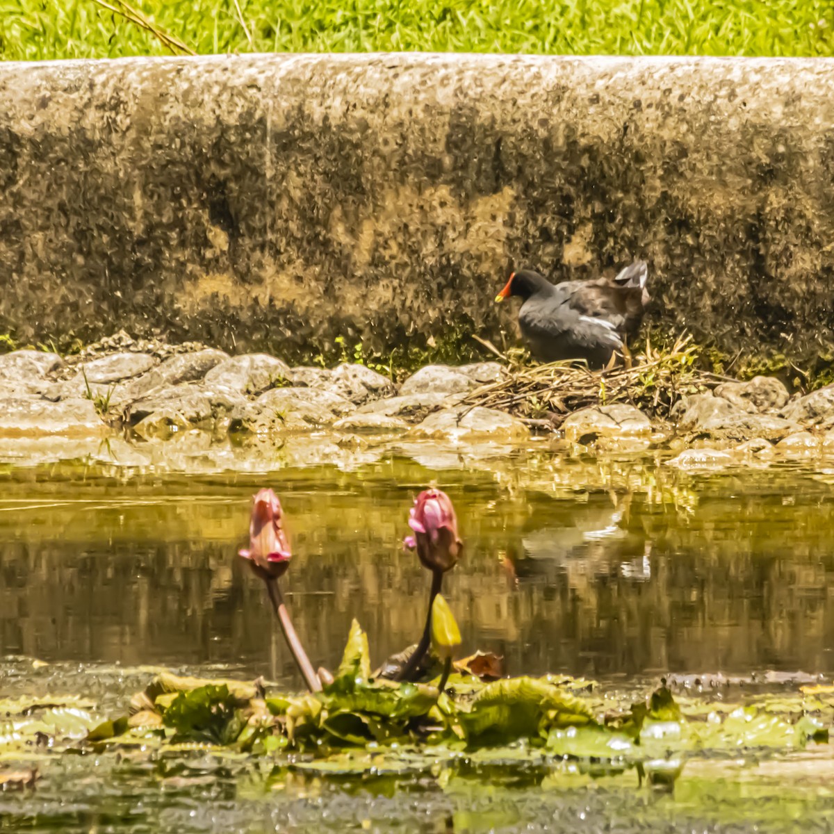 Common Gallinule - ML638896889