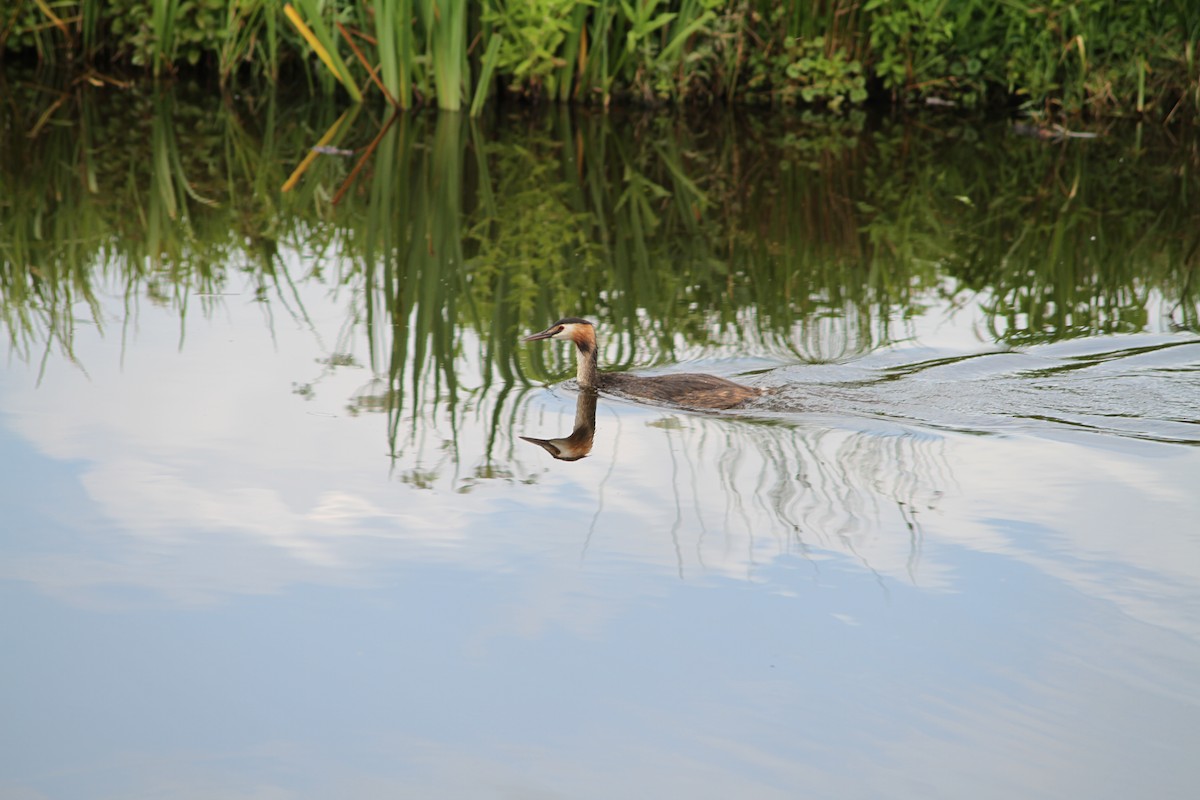Great Crested Grebe - ML638896947