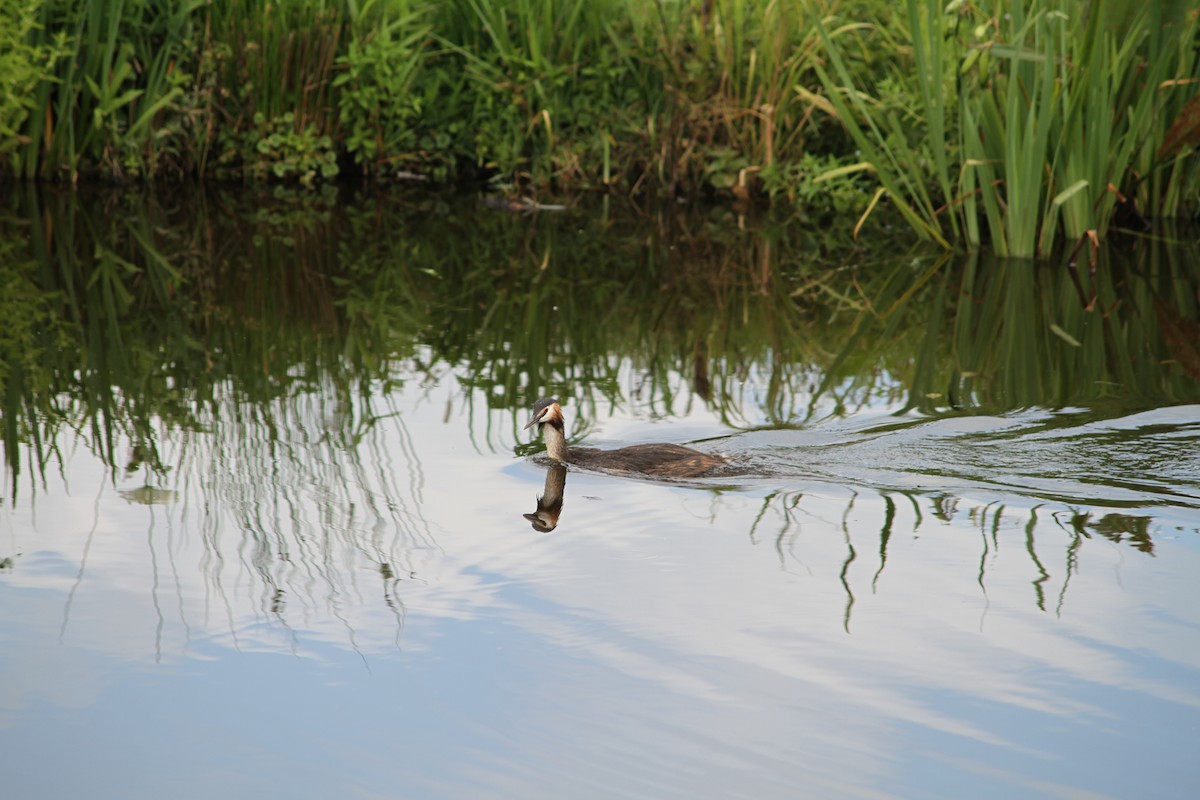 Great Crested Grebe - ML638896948