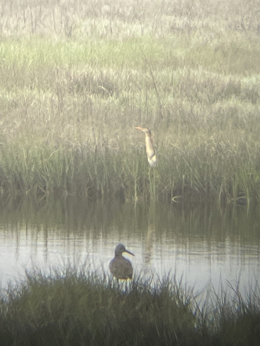 Least Bittern - ML638896957