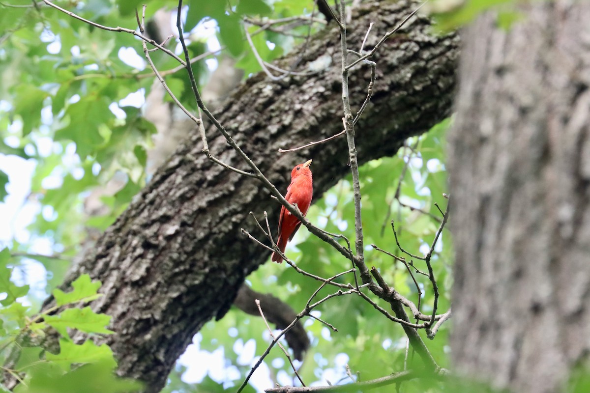 Summer Tanager - ML638896969