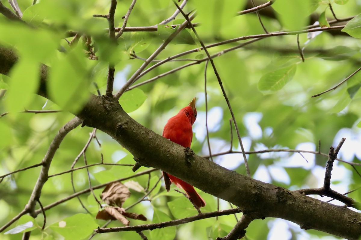 Summer Tanager - ML638896973