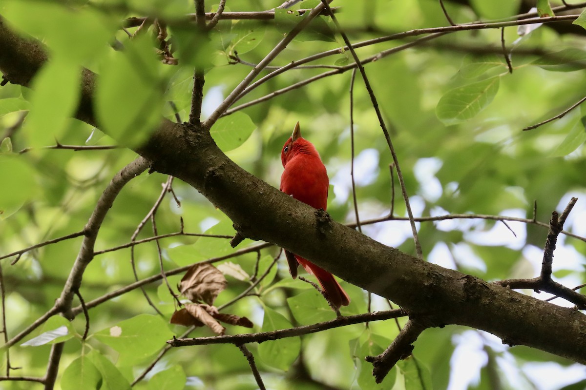 Summer Tanager - ML638896982