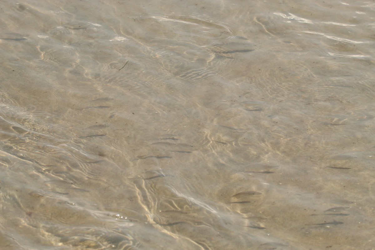 Florida Pompano - Ty Smith