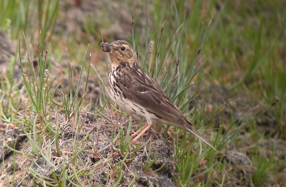 Red-throated Pipit - ML638897035