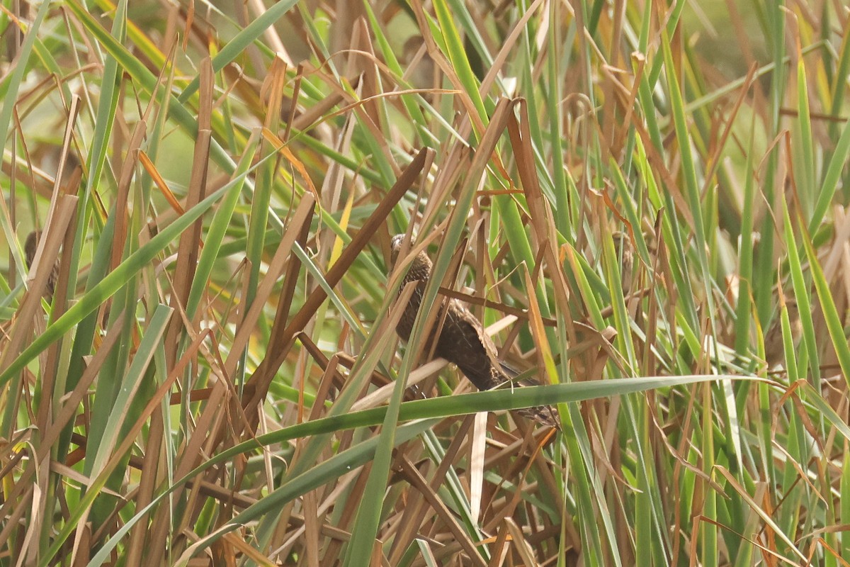 Black Coucal - ML638897046