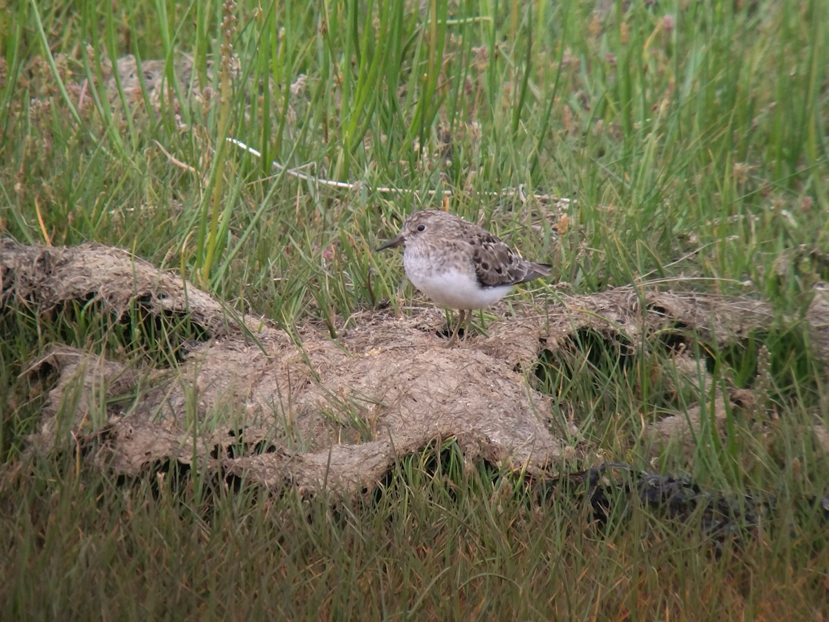 Temminck's Stint - ML638897047