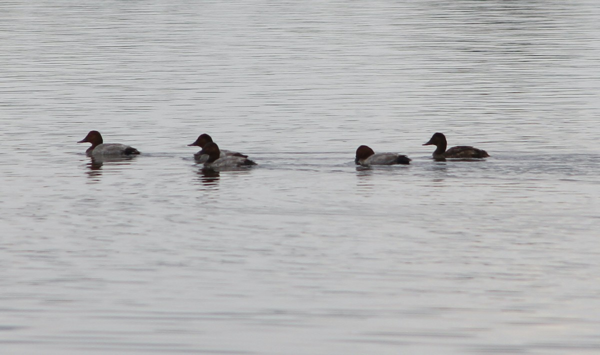 Common Pochard - ML638897083