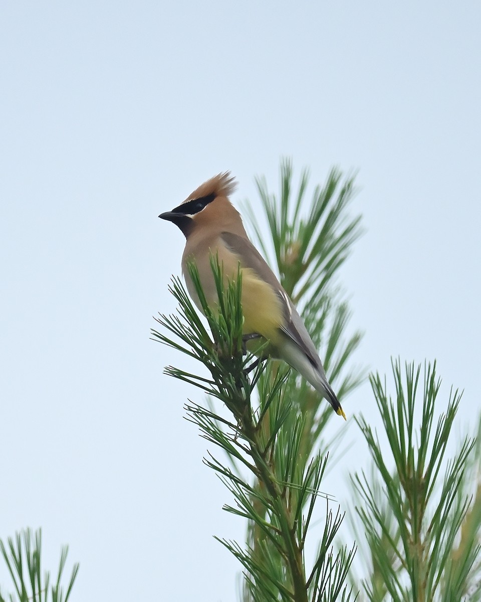 Cedar Waxwing - ML638897100